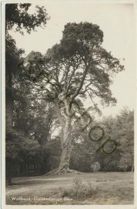 Wolfheze  [001-0768