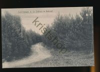 Schoorl - Lovinkslaan in de duinen [001-3284