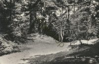 Appelscha - Bos en Duin [001-4925