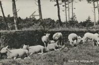 Texel - schapen op een zomerse dag [001-5417