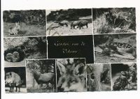 Veluwe - meerluik [002-1638