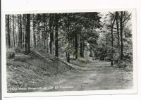 Hellendoorn - Bosgezicht bij de Elf Provincien [002-2580