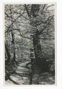 Velp -Voetpad langs de Beekhuizerbeek  [002-2745