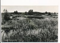 Zeegse - Duinvennetjes [002-2948