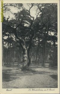 Zeist - de Wonderboom in 't Bosch [002-4941