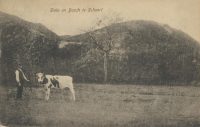 Schoorl - Duin en Bosch - boer met koe [002-7344