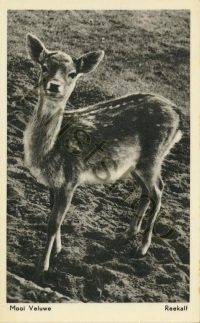 Mooi Veluwe - Reekalf  [003-1484