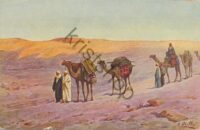 Egypt - Camels  [KRST004-5535