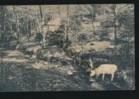 Weißer Hirsch Waldpartie [KRST005-3717