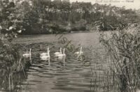 Berlin-Kladow-Havel - Schwanen [KRST006-5001