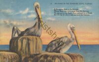 Pelicans in the Sunshine State, Florida  [KRST007-3182