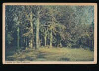 Oud Valkeveen [009-0243