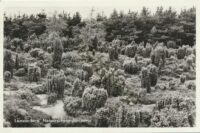 Lemelerberg - Natuurschoon Juniperus  [009-7709