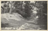 Bospad - Op de Veluwe [KRST009-8014