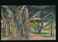 Florida - Banyan Tree - St Petersburg [010-1112