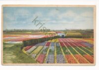 Bloembollenvelden  [010-5757