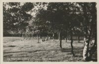 Ommen - De Bestmenerberg  [010-5995