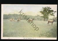 Elk at Buffalo - NY [KRST010-7450