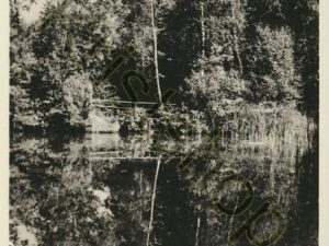 Kotten - Italiaanse Meren  [001-0022