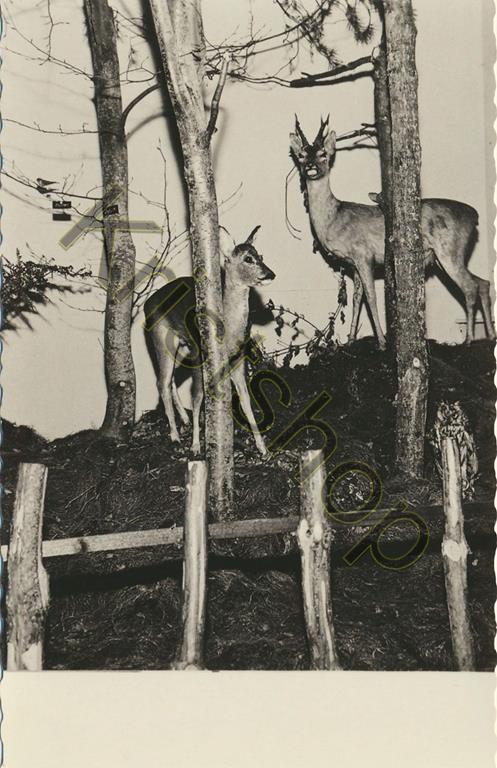 KRST001-0223_0.jpg Oudemirdum - Streekmuseum - Herten [001-0223
