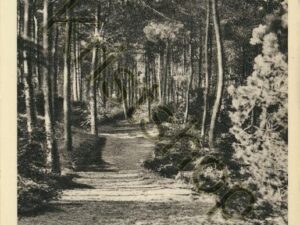 Hilversum - Spaanderswoud  [001-0312
