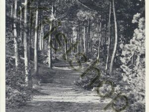 Hilversum - Spaanderswoud  [001-0348
