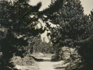 Westerschouwen - Domaniale Bebossing [001-0394