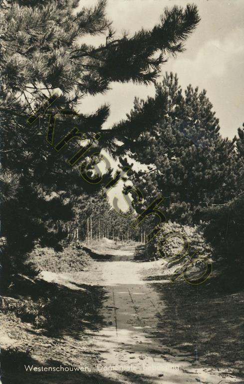 KRST001-0394_0.jpg Westerschouwen - Domaniale Bebossing [001-0394
