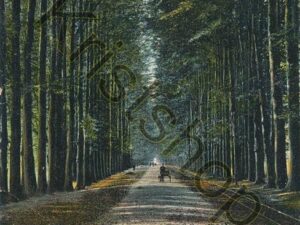 De Steeg - Middachter Allée [001-0461