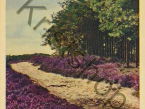 Hoge Vuursche - De Roskam - Heide [001-0470
