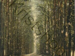 De Steeg - Middachter Allée [001-0495