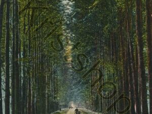 De Steeg - Middachter Allée [001-0496
