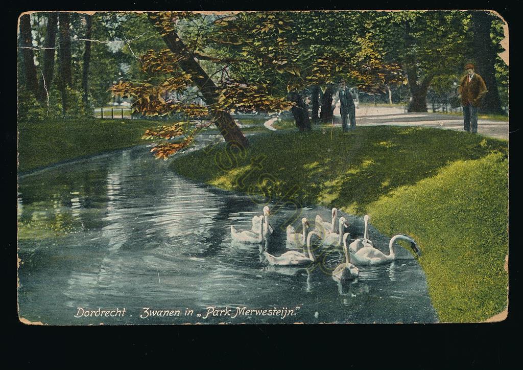 KRST001-0901_0.jpg Dordrecht - Zwanen in Park Werwesteijn [001-0901