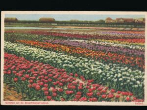 Bloembollenvelden - Tulpen [001-0926
