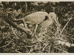 Texel - Blauwe Reiger met jongen [001-1200
