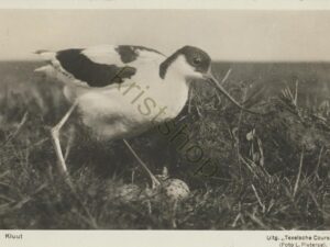 Texel Kluut [001-1338