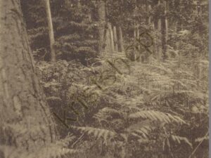 Zeddam - Montferlandsche bosschen [001-1422