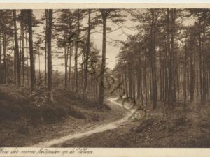 Veluwe - fietspad [001-2165