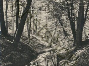 De Steeg - Omgeving Posbank [001-2276