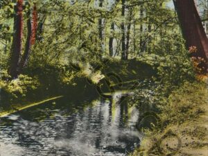 Winterswijk - Buskersbos [001-2281