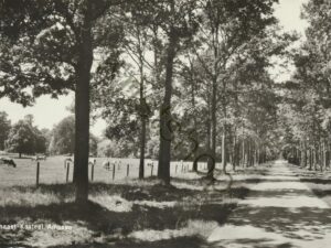 Lochem - Laantje naast Kasteel Ampsen   [001-2508
