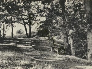 Lochem - De Witte Wieven Koele   [001-2520