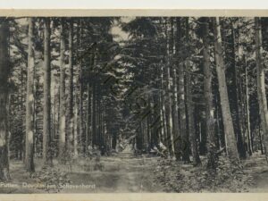 Putten - Douglaslaan Schovenhorst [001-2541