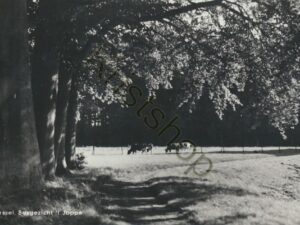 Gorssel - Bosgezicht 't Joppe [001-2640