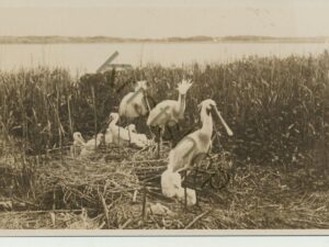 Texel - Lepelaars [001-2734