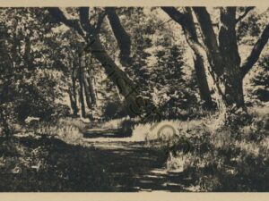 Hoenderloo - Hoge Veluwe - Huis St Hubertus Wandelpad [001-2772