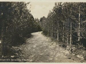 Bergen - Dennenweg in de duinen [001-3179