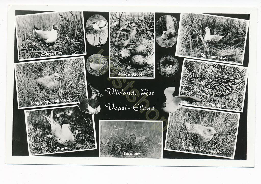 KRST001-3409_0.jpg Vlieland - Het Vogel-Eiland [001-3409