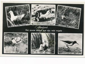 Ameland - Vogels [001-3411