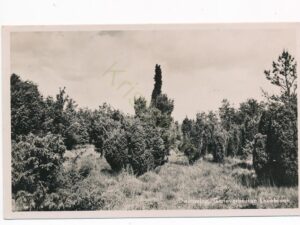 Dwingeloo - Geneverbessen - Lheebroek [001-3510